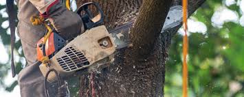 Best Firewood Processing and Delivery  in Lone Pine, CA