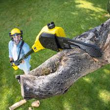 Best Tree Trimming and Pruning  in Lone Pine, CA
