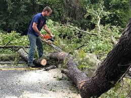 How Our Tree Care Process Works  in  Lone Pine, CA