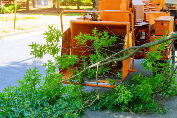Best Storm Damage Tree Cleanup  in Lone Pine, CA