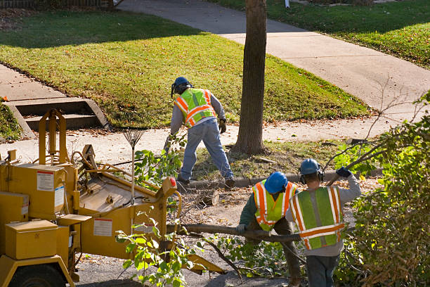 Best Root Management and Removal  in Lone Pine, CA