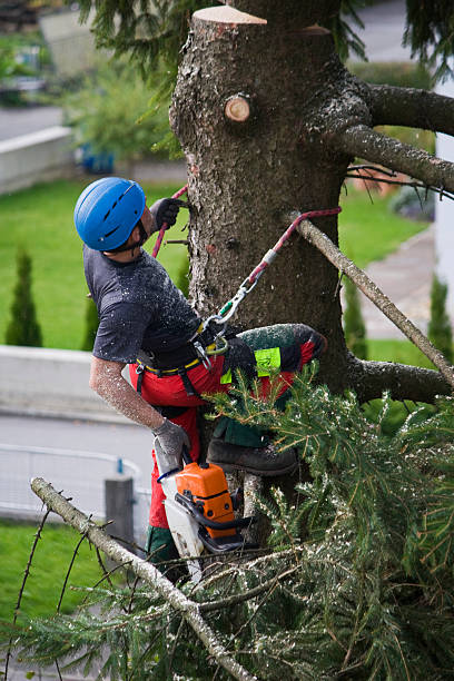 Best Tree Disease Treatment  in Lone Pine, CA