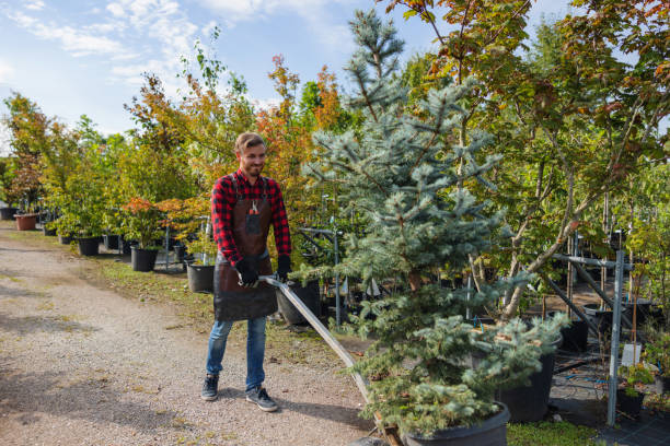 Best Firewood Processing and Delivery  in Lone Pine, CA