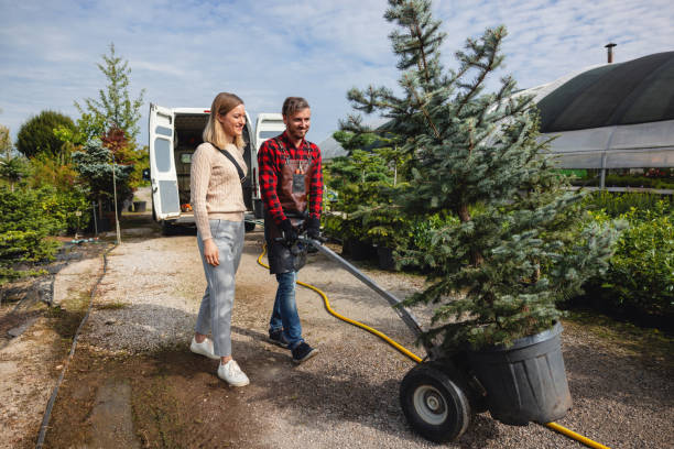 Lawn Renovation and Restoration in Lone Pine, CA