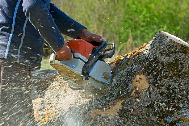 Best Soil Testing and Treatment  in Lone Pine, CA