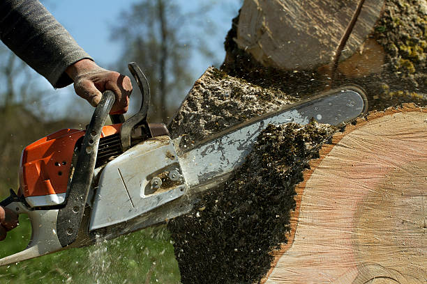 Best Lawn Renovation and Restoration  in Lone Pine, CA