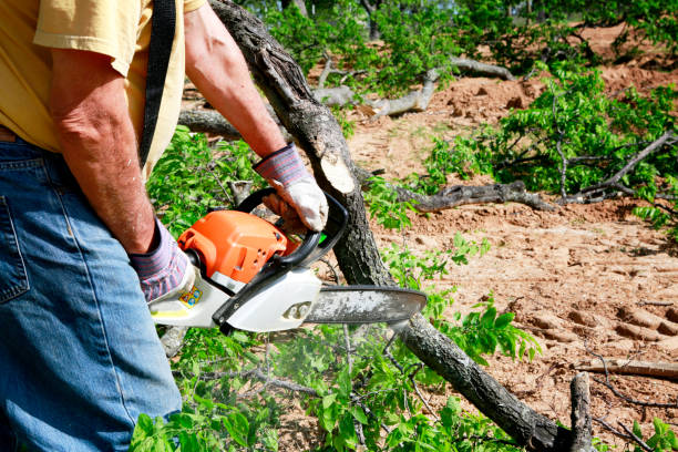 Best Emergency Tree Removal  in Lone Pine, CA